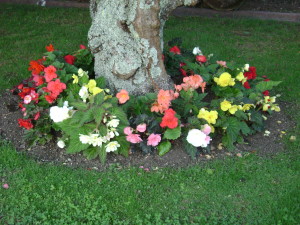 Tuberous begonias growing under a tree.