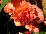 Begonia 'Summer Salmon', basket.