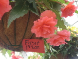 Winning begonia basket.