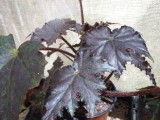 Begonia 'Agnes'