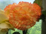 orange flower