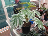 Begonia 'Anita Sharrad'