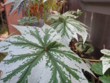 Begonia 'Anita Sharrad'