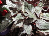 Begonia 'Arctic Breeze'