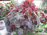 Begonia 'Autuima-lea'