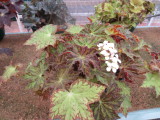 Begonia 'Autum star'