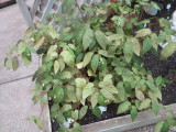 Begonia polyantha species