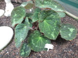 Begonia sizemoreae species