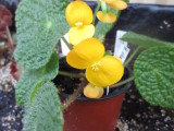 Begonia staudii, yellow flower