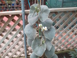 Begonia venosa