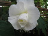 white flower