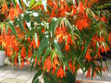 red-orange flower