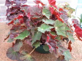 Begonia 'Copper-Jones'