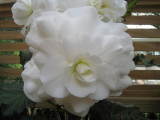 white flower