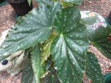 Begonia 'Jade Elegance'