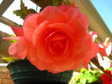 Begonia 'Libby' by GMilne.