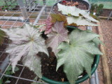 Begonia 'Lilac Time'