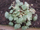 Begonia 'Lorn'