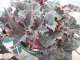 Begonia 'Midnight Witch'