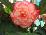 Begonia 'Moonlight and Roses''