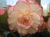 Begonia 'Mr Steve'