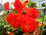 Begonia 'Mystic Charm' by GMilne.