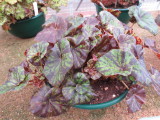 Begonia 'Norgrove Curl'