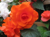 Begonia 'Orange Dream'