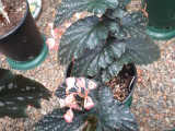 Begonia 'Pink Kiss'.