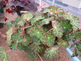 Begonia 'Rasberry Road'.