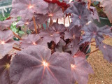 Begonia 'Red Centre'.