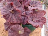 Begonia 'Red Rooster'.