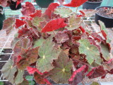 Begonia 'Ross Can Do'