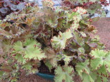 Begonia 'Russet Queen'.