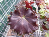 Begonia 'Ruth Littlemore'.