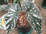 Begonia 'Silver Beauty'.