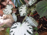 Begonia 'SiIver Jewel', sport