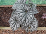 Begonia 'Silver Speckle'