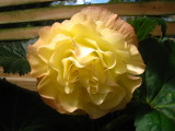 Begonia 'Whisp-O-Lemon' by GMilne.