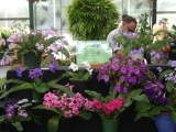 2015 show, Streptocarpus.