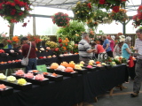 2015 Auckland Begonia Show.