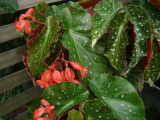 Begonia 'Angelica'