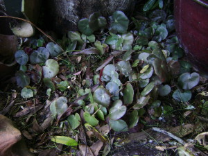 Begonia 'Elephant Ears' growing under Kowhai tree, Auckland NZ..