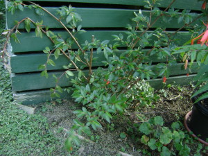 B fuchsioides outside; Auckland, NZ