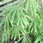 Begonia luxurians grown outdoors, Auckland New Zealand