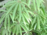 Begonia luxurians