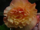 sofe orange flower