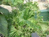 Lettuce leafed begonia.