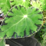 Specie Begonia