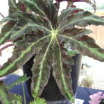 Large leafed begonia